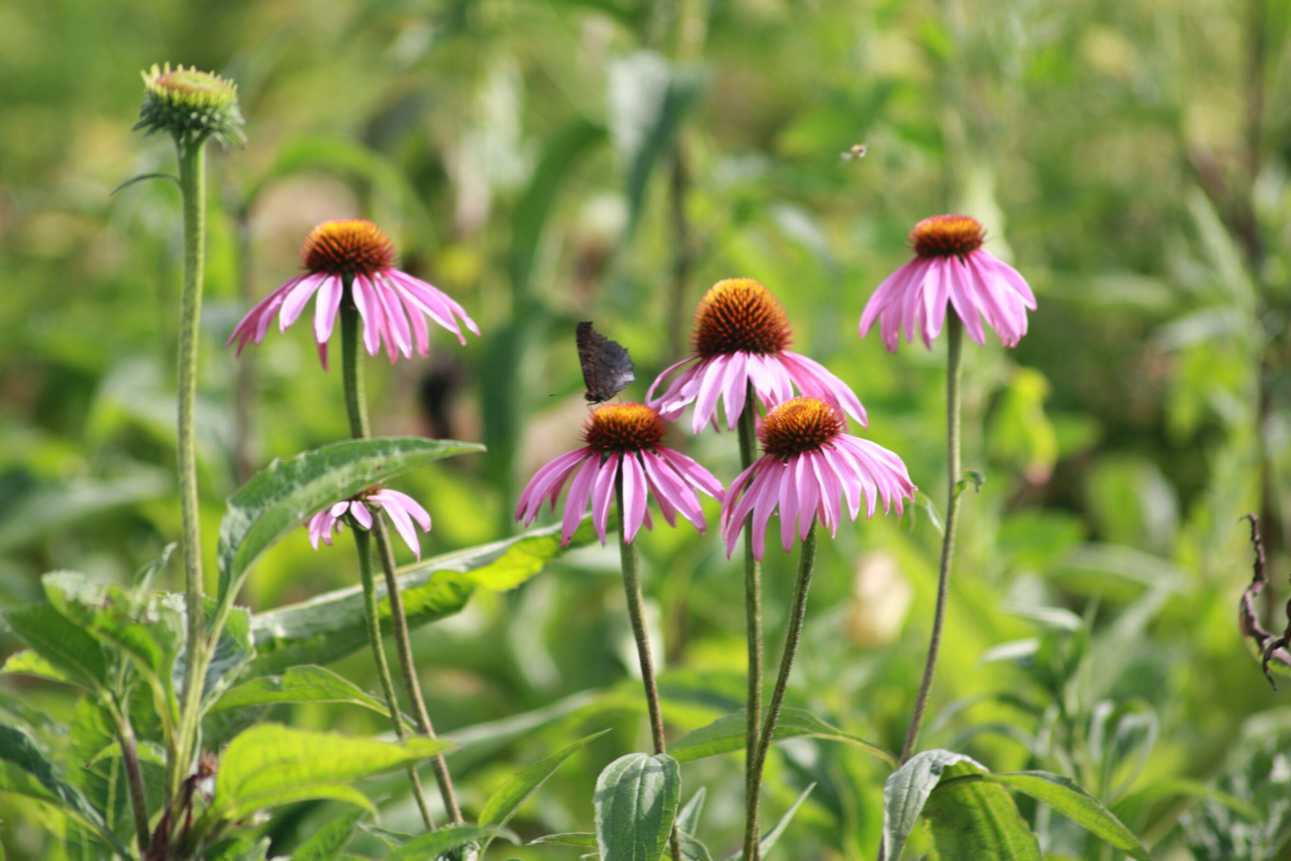 ECHINACEA met vlinder