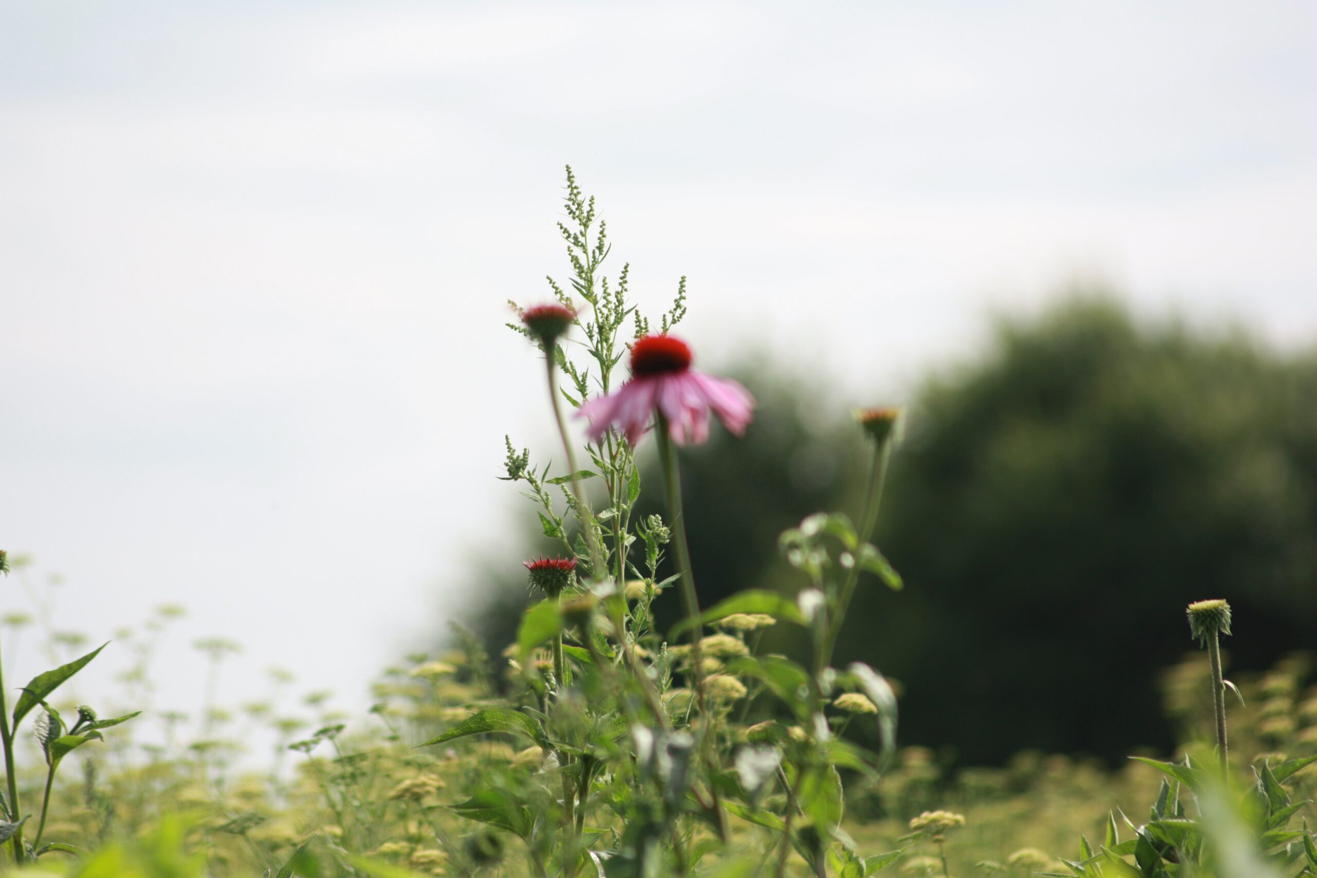 Echinacea in bloei